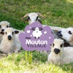 Mouton Village