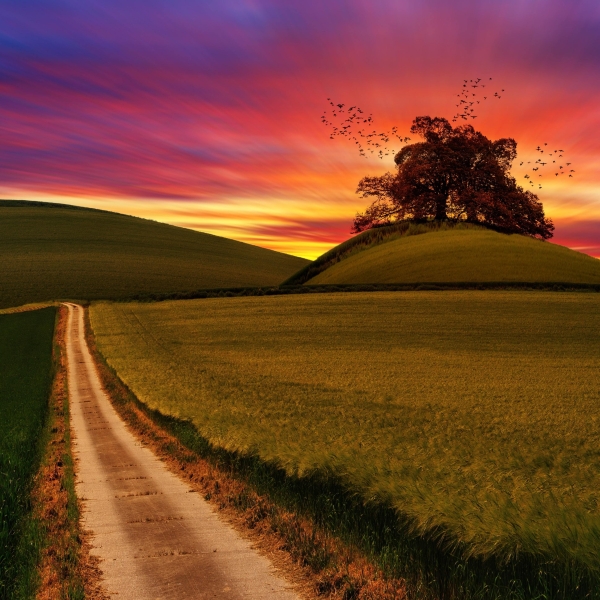 wallpapersden.com_forests-beautiful-landscape_600x600.jpg