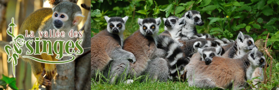 la-vallee-des-singes-1